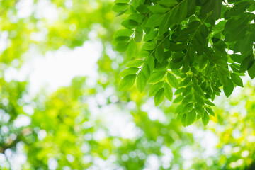 Obraz premium Closeup nature view of green leaf on sunlight with copy space using as background and fresh ecology concept
