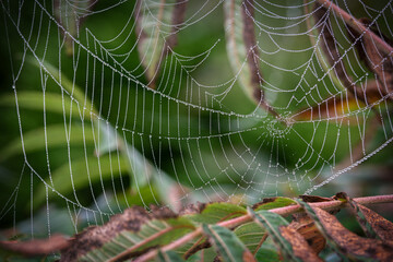 Spinnennetz mit Tautropfen