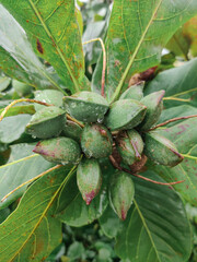 ALMOND TREE WITH LOTS OF ALMONDS