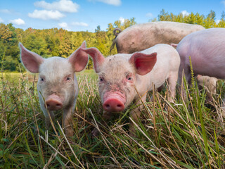 Newborn piglets in the meadow. Organic piggies on the organic rural  farm. Squeakers graze grass in...