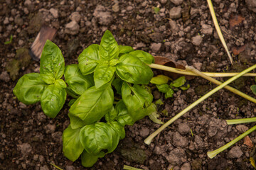 fresh basil plant