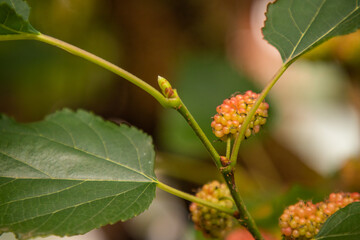 young rasp berry