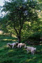 Troupeau de moutons dans un champ en été