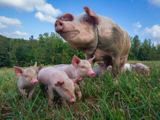 Sow watches the piglets in the meadow. Organic piggies on the organic rural  farm. Rural piglets roam in field. Squeakers graze grass and plow the ground. Newborn pigs in the pasture. © slobodan