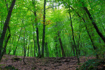 View of Jorda beech forest on a summer day when the leaves show their best green splendor, Catalonia, Spain