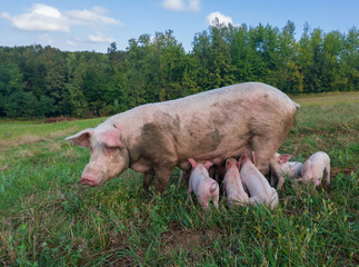 Sow watches the piglets in the meadow. Organic piggies on the organic rural  farm. Rural piglets roam in field. Squeakers graze grass and plow the ground. Newborn pigs in the pasture. © slobodan