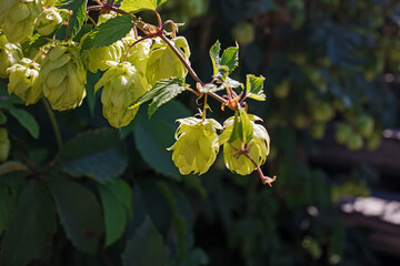 Fototapeta premium Green branches of hops in natural light close up