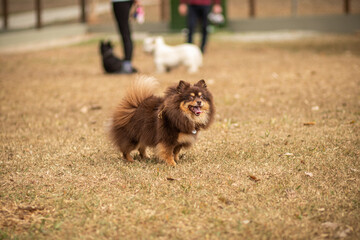 pomeranian dog standing paying attention