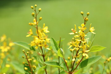 Closeup Golden thryallis flower in the garden
