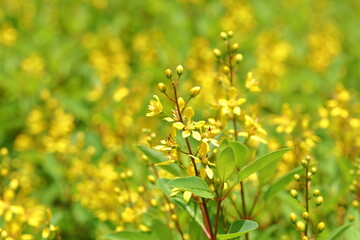 Closeup Golden thryallis flower in the garden