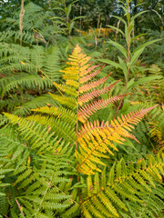 Colors of autumn on fern. Dried fern branch. Dry wild plants in the fall. Brown autumn background of dry fern leaves.