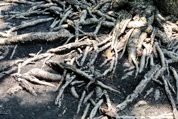 The beautiful roots of the trees that have been merged and formed over the years.
