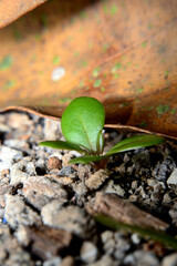 Nature background, a small plant in soil 