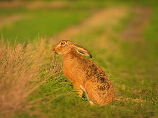 Rabbit