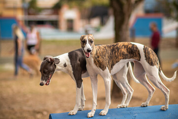 two whippets on top of an object