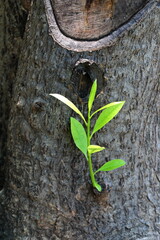 The young plant breaks new shoots from the middle of the trunk.