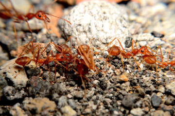 Weaver ants or green ants. Weaver ants live in trees and are known for their unique nest building behaviour where workers construct nests by weaving together leaves using larval silk
