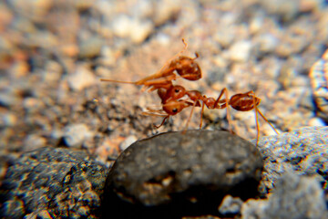 Weaver ants or green ants. Weaver ants live in trees and are known for their unique nest building behaviour where workers construct nests by weaving together leaves using larval silk