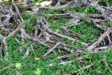 The beautiful roots of the trees that have been merged and formed over the years.