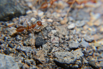 Weaver ants or green ants. Weaver ants live in trees and are known for their unique nest building behaviour where workers construct nests by weaving together leaves using larval silk