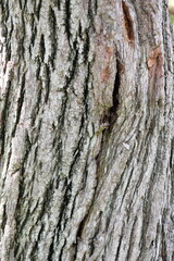 A pattern of tree trunks that last for many years.
