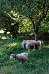 Obraz na płótnie Canvas Troupeau de moutons dans un champ en été