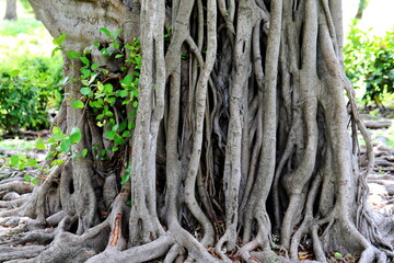 The beautiful roots of the trees that have been merged and formed over the years.