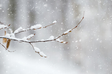 Snow-covered tree branch in the forest on a blurred background during a snowfall