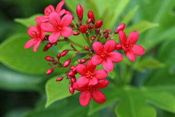 Closeup Jatropha integerrima flower in the garden
