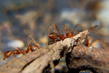 Weaver ants or green ants. Weaver ants live in trees and are known for their unique nest building behaviour where workers construct nests by weaving together leaves using larval silk
