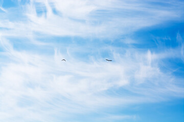 Blue sky and birds flying