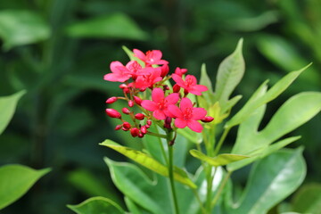 Closeup Jatropha integerrima flower in the garden
