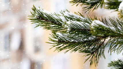 Obraz premium Winter city, snow-covered spruce branch on the background of a town house