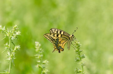 Fototapeta na wymiar Close up of Machaon butterfly on flower with green background