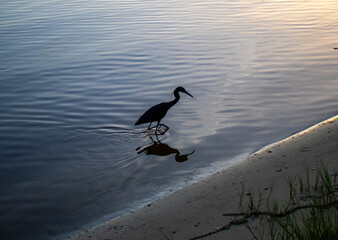 bird on waters edge