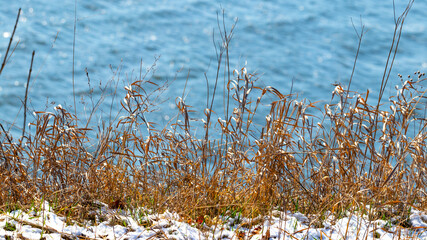 Obraz premium Winter river on a sunny day with thickets of dry grass on the shore