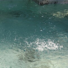 PAYSAGE AQUATIQUE