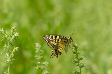 Close up of Machaon butterfly on flower with green background