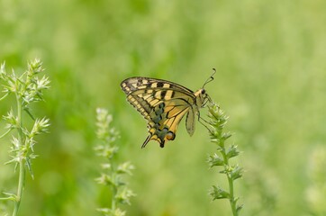 Close up of Machaon butterfly on flower with green background