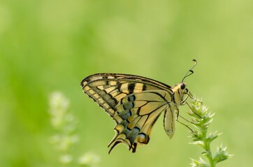 Close up of Machaon butterfly on flower with green background