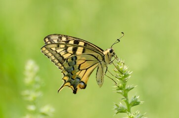 Close up of Machaon butterfly on flower with green background