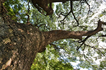 The view from under the big tree shows the big trunk and beautiful branches.