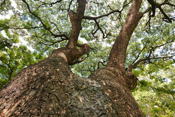 The view from under the big tree shows the big trunk and beautiful branches.