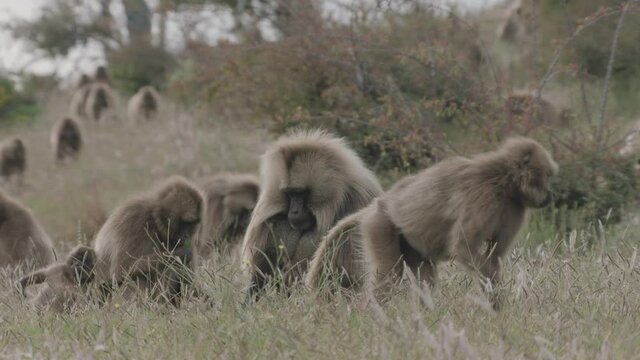 Gelada monkeys group eating plucked grass, Ethiopia