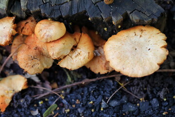 Mushrooms tend to depend on the tree stump in nature