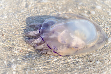 Fototapeta na wymiar jellyfish in the sea near the beach