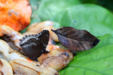 Butterflies are eating from human-provided food sources.