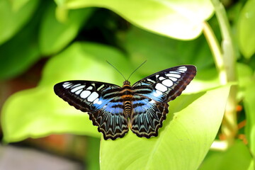 Closeup Parthenos sylvia Butterfly perched on the leaves