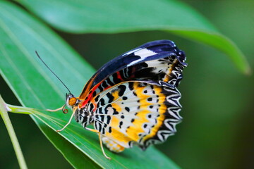 Closeup Cethosia biblis butterfly perched on leaf