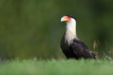 Crested Caracara  is staying in grass